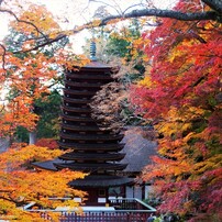 談山神社の紅葉④ ～Gradation～