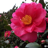 山茶花3