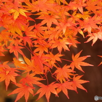 紅葉8