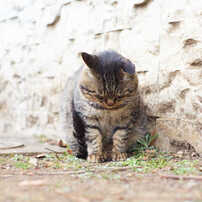 キジトラ猫の写真 画像 写真集 写真共有サイト Photohito