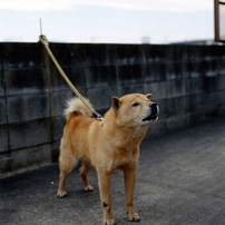 北海道犬 ペットの情報 価格 Com