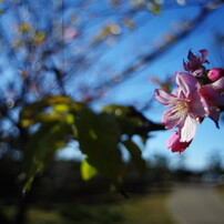 OLD LENS  冬桜