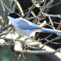 野辺の鳥４