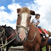 はじめての乗馬