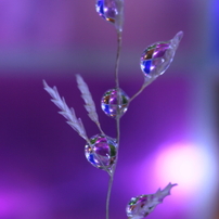 立花ファンタジー