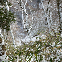 20180107金剛山・モミジ谷6of7