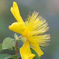 花色美色