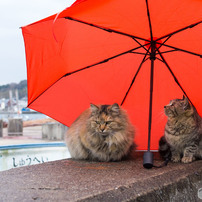 小雨だニャ