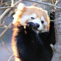 口に連動する目