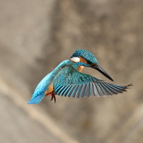 カワセミのホバリング