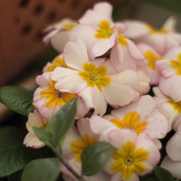 MD ROKKOR 50mm F1.7 その１
