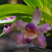 植物館の花 2018年2月・１