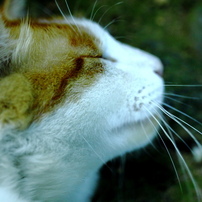 猫ねこ