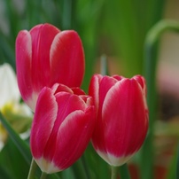 2018 Tulip color