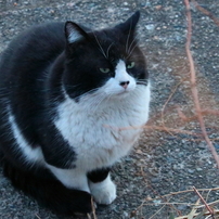 ねこちゃん達 part２