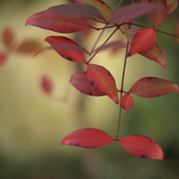 ナンテン2 2018 AUTO ROKKOR-PF 55mm F1.8/E-P2