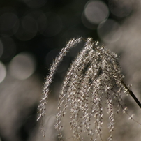 11月13日限定価格✨【美品】PENTAX FA J 75-300mm 11月13日限定価格✨【美品】PENTAX FA J 75-300mm 11月