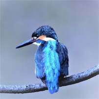 The Blue