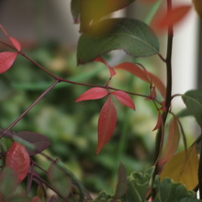 RMC Tokina II 35-135mm F3.5-4.5 その１