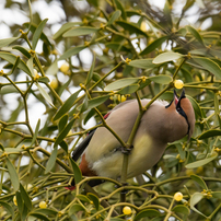 Eating　Bird