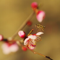 仲春　梅にアブ
