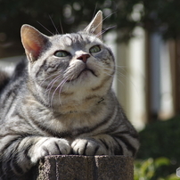 日向ぼっこの猫・・・いい陽だにゃ