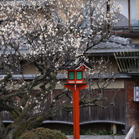 祇園・春近し