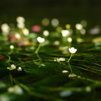 SIGMA(シグマ)のレンズ 24mm F1.8 EX DG ASPHERICAL MACRO (ﾌｫｰｻｰｽﾞ用