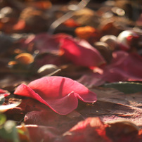 FUJIFILM(富士フイルム)のレンズ EBC FUJINON GX M 80mm 1:5.6 で撮影