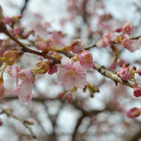 河津桜 代々木公園（平成30年）