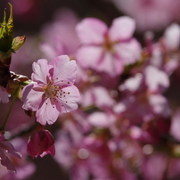 2018年の桜を振り返る