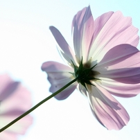 花の舞