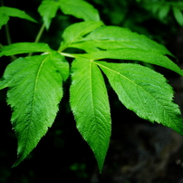 Green Leaf