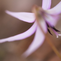 SIGMA(シグマ)のレンズ APO MACRO 180mm F3.5 EX DG/HSM (ﾆｺﾝ AF) で