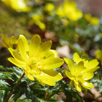仰烏帽子山登山 春を告げる花(6)