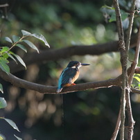 SIGMA(シグマ)のレンズ APO 170-500mm F5-6.3 DG (ｺﾆｶﾐﾉﾙﾀ AF) で撮影