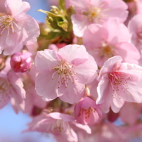 京都では、今年も知名度低し・・・