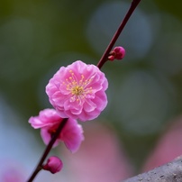 梅