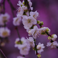 梅花・２０１８＿２