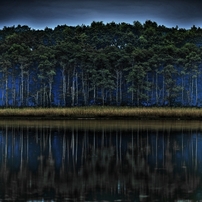 Doubtful forest