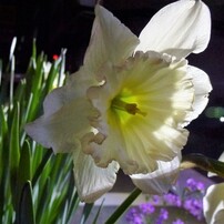 Panasonic LUMIX DMC-TZ20 デジカメ美品CCD 作例 LUMIX DMC-TZ20で撮影された写真 | 写真検索 | GANREF