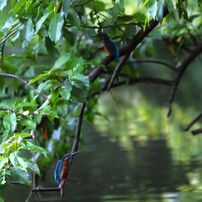 SIGMA(シグマ)のレンズ APO 170-500mm F5-6.3 DG (ｺﾆｶﾐﾉﾙﾀ AF) で撮影