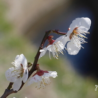 写真句；梅香る２