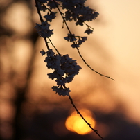 夕焼けと桜