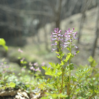 SIGMA(シグマ)のレンズ 24mm F1.8 EX DG ASPHERICAL MACRO で撮影した