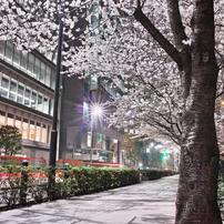 桜を撮るのは難しい...①