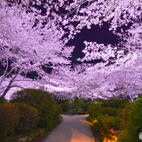 SIGMA(シグマ)のレンズ 20-40mm F2.8 EX DG ASPHERICAL [ニコン用] で