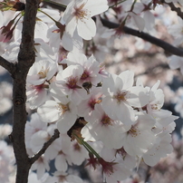 川崎稲毛神社の桜