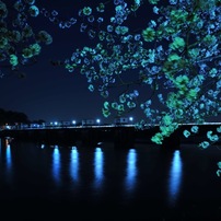 NIKON(ニコン)のレンズ PC Nikkor 28mm F3.5 で撮影した写真