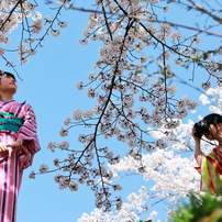 インクラインの桜と青空とカメラ女子と